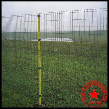 热销 铁丝网养殖养鸡 绿色铁丝网围墙 浸塑荷兰网护栏 可定做